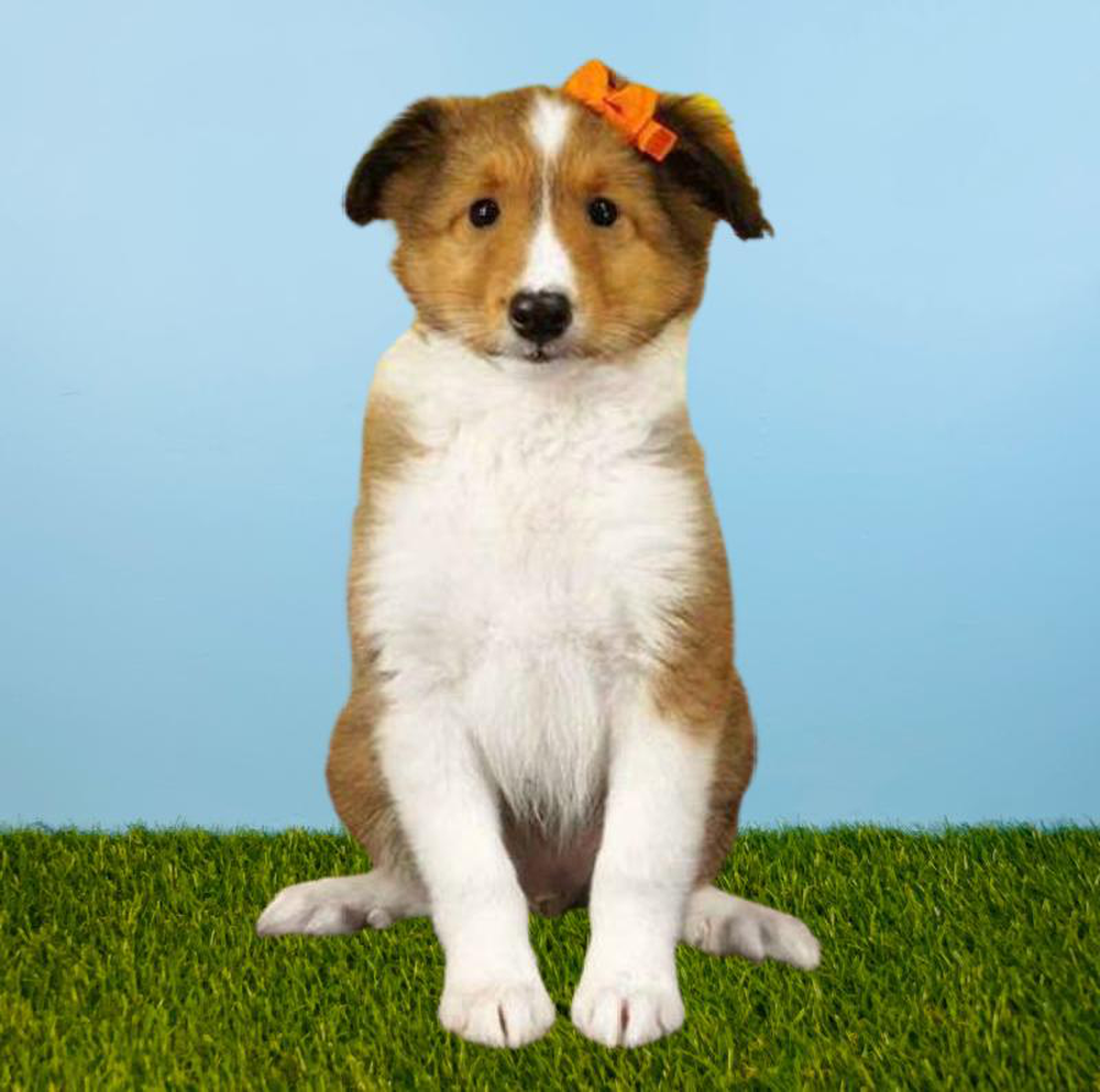 carousel pet images