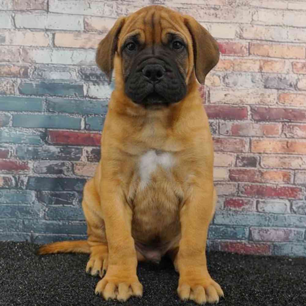 pet breed image