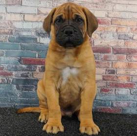 Bullmastiff