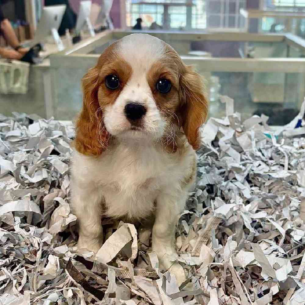 pet breed image