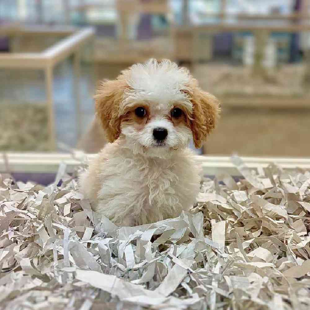 carousel pet images