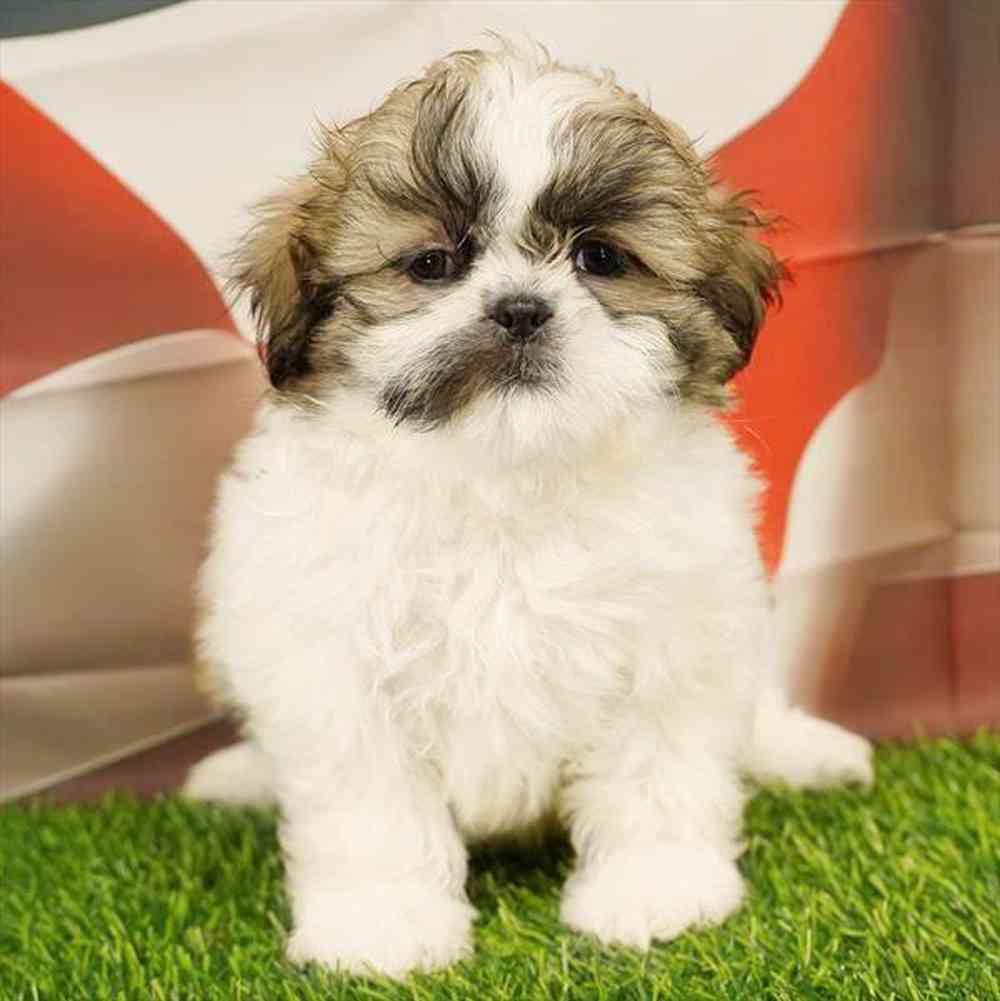 Image of a pet breed in the gallery