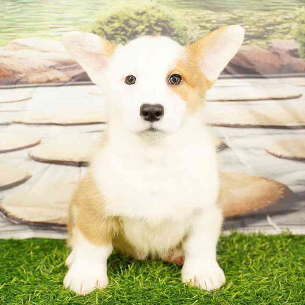 Image of a pet breed in the gallery