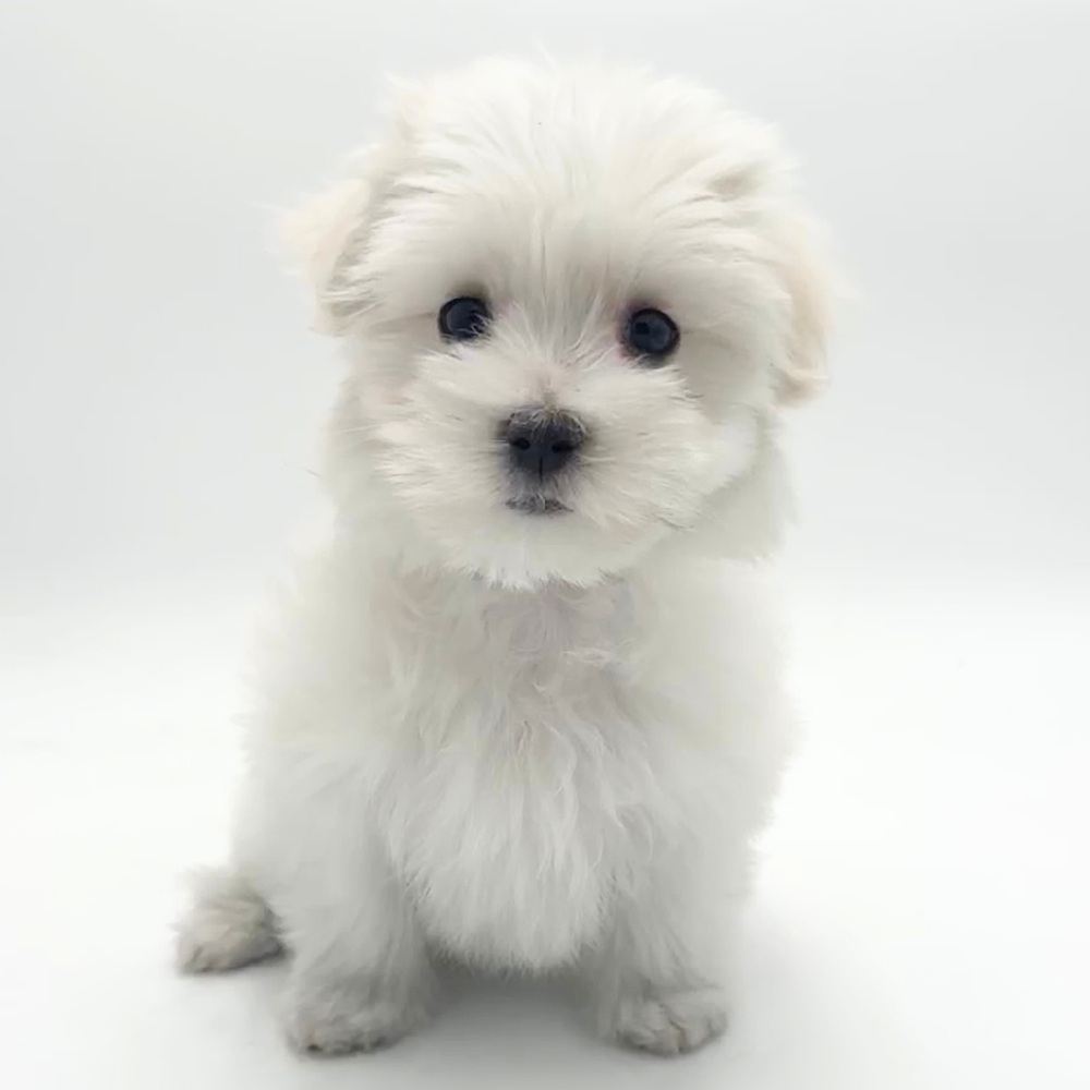 pet breed image