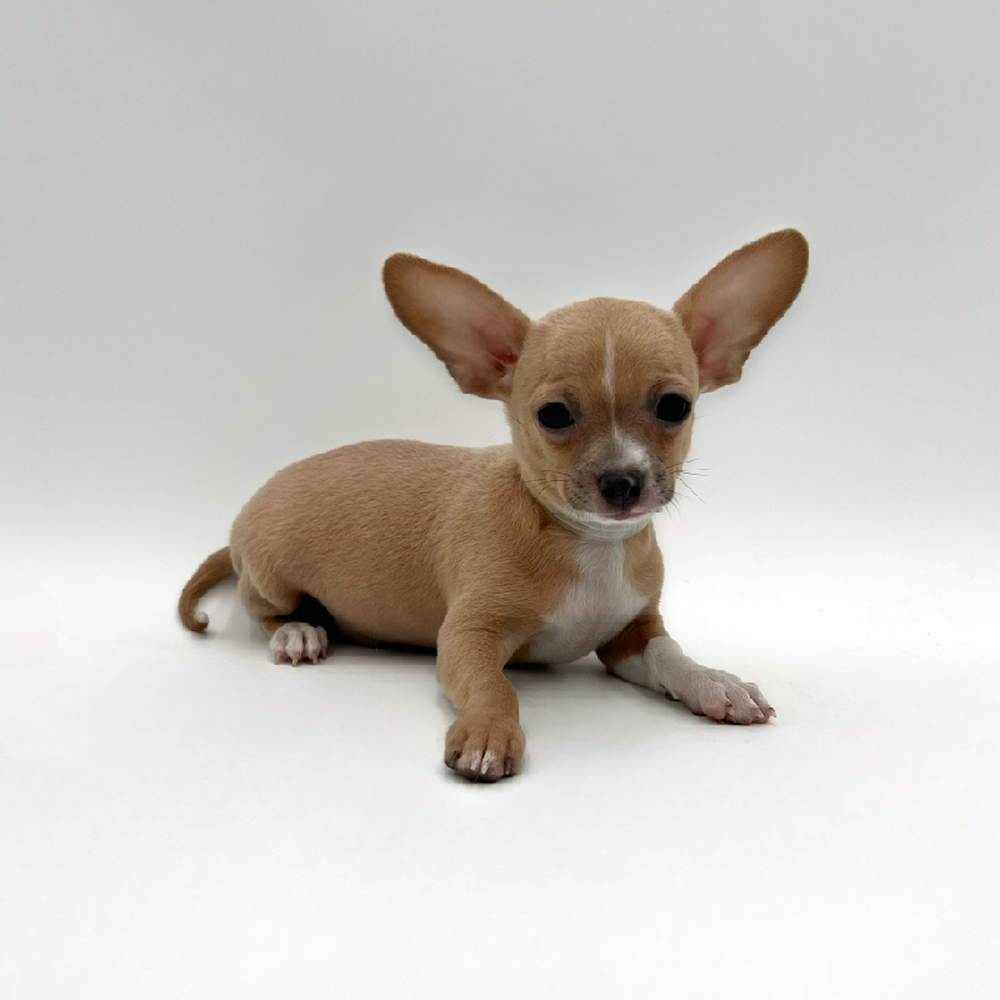 Male Chihuahua Puppy for Sale in San Antonio, TX