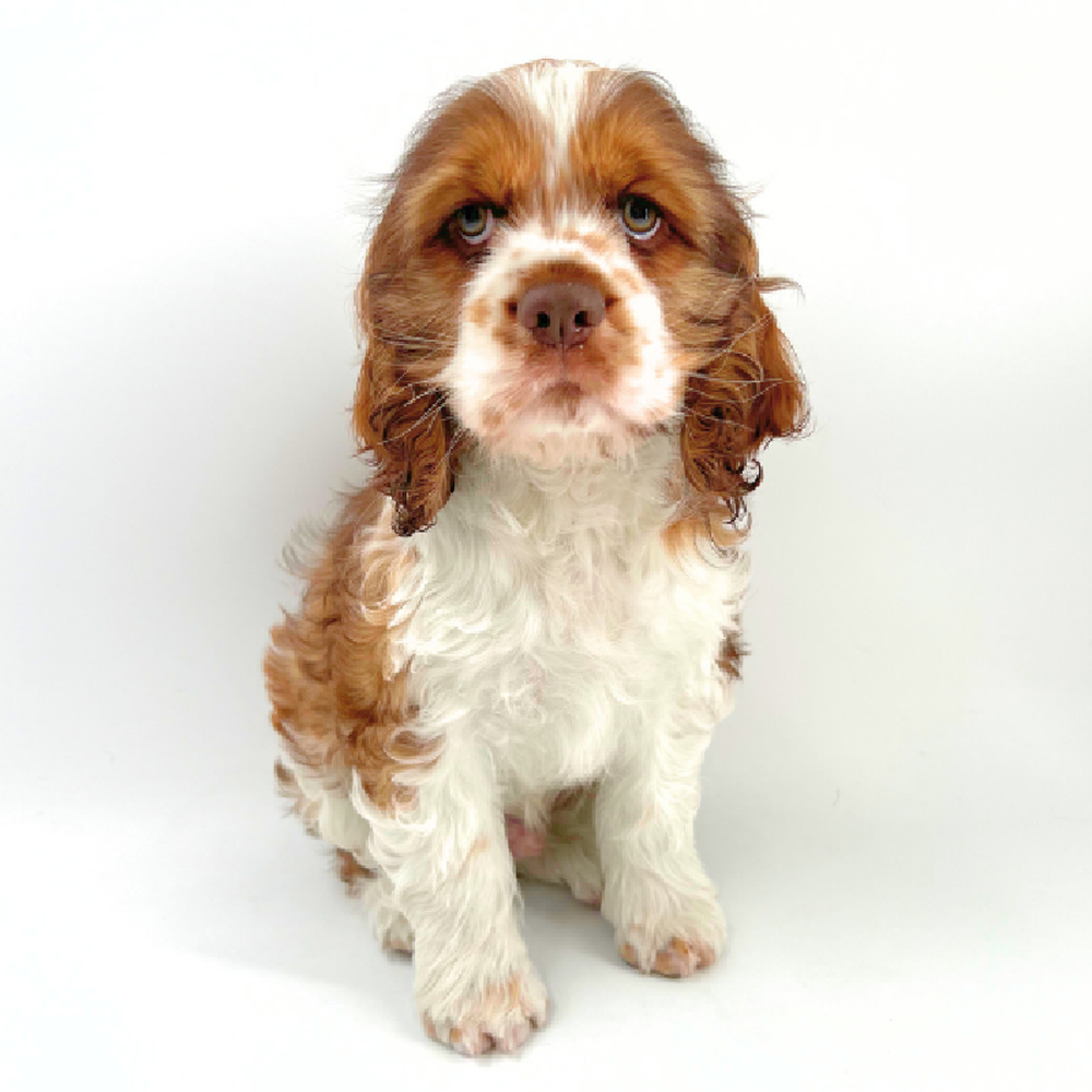 carousel pet images