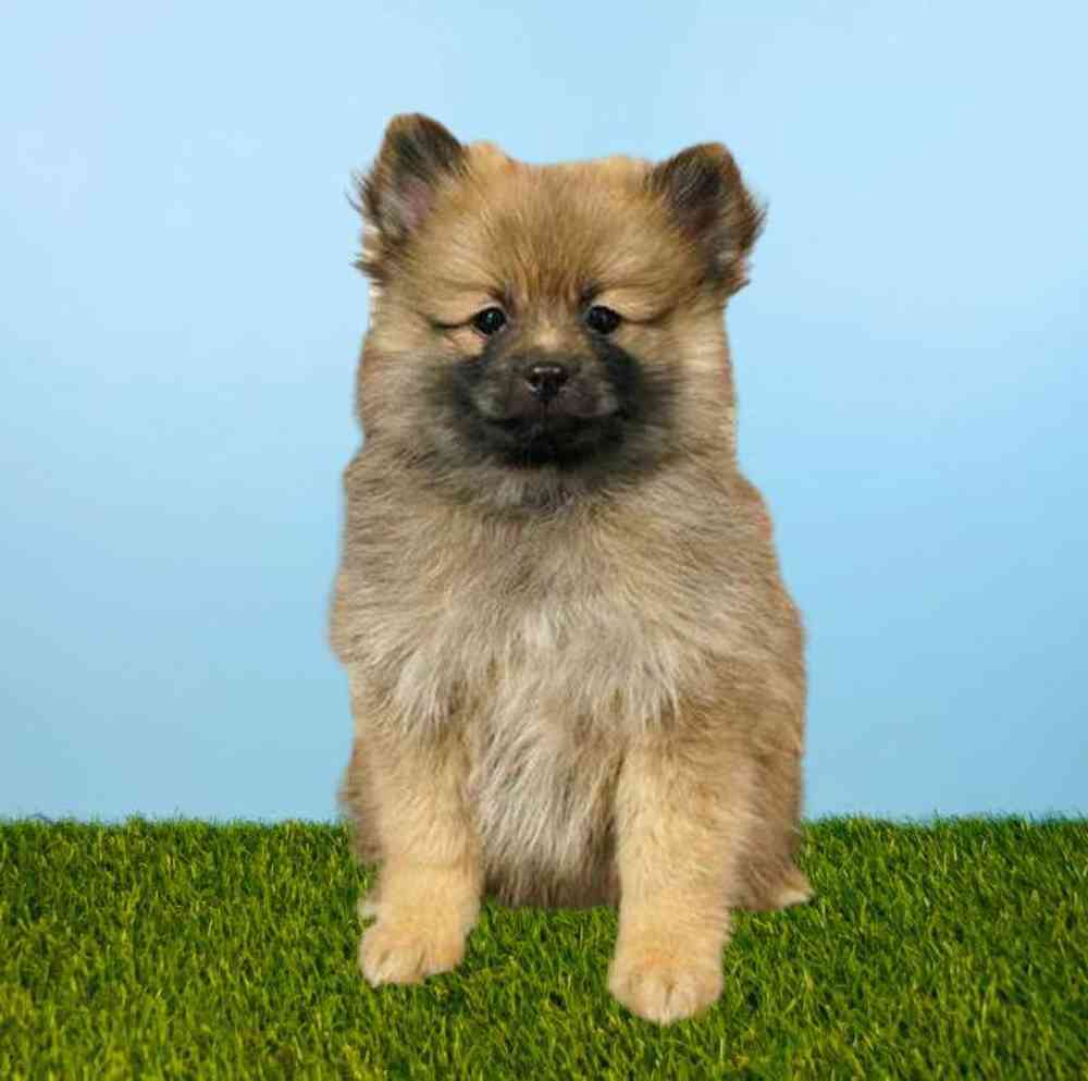 carousel pet images