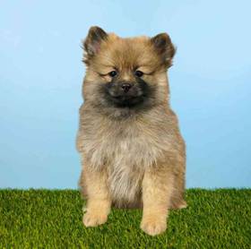 Pomeranian