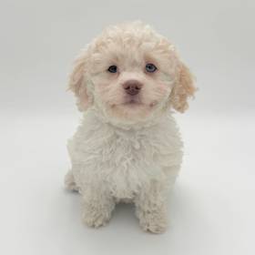 2nd Gen Cockapoo