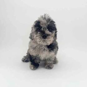 2nd Gen Cockapoo
