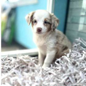 Mini Australian Shepherd