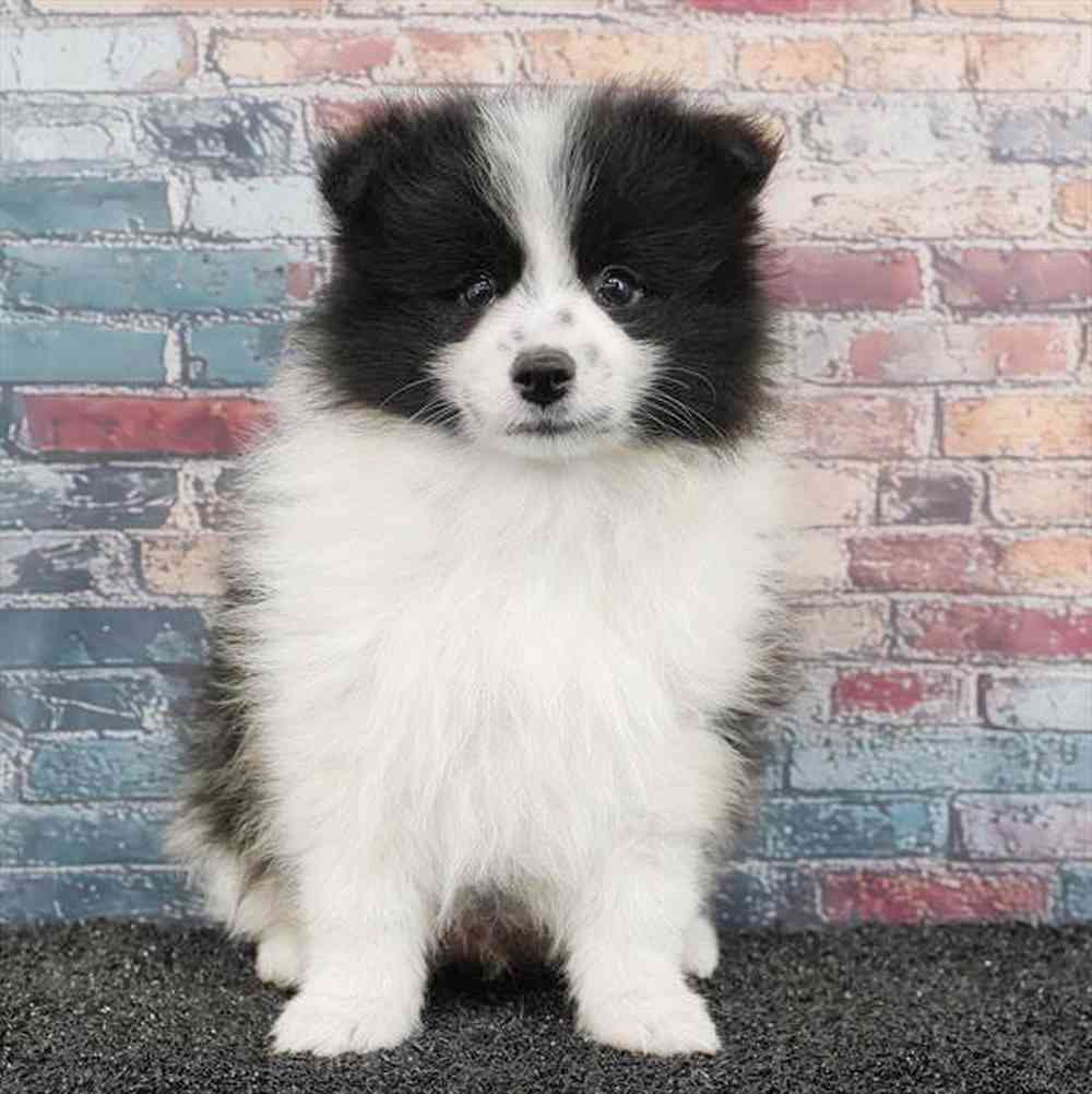 Image of a pet breed in the gallery