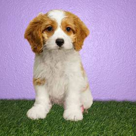 Cockapoo