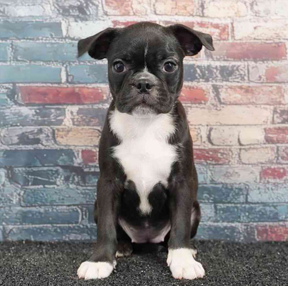 Image of a pet breed in the gallery