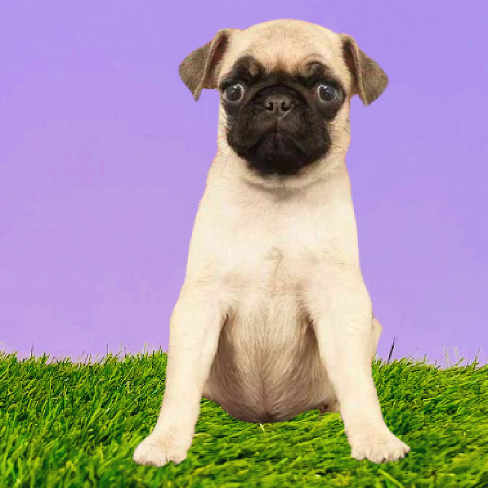 carousel pet images