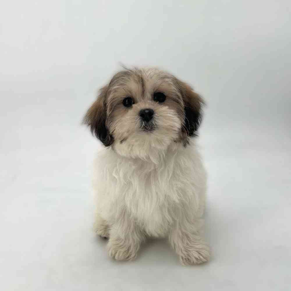 Image of a pet breed in the gallery