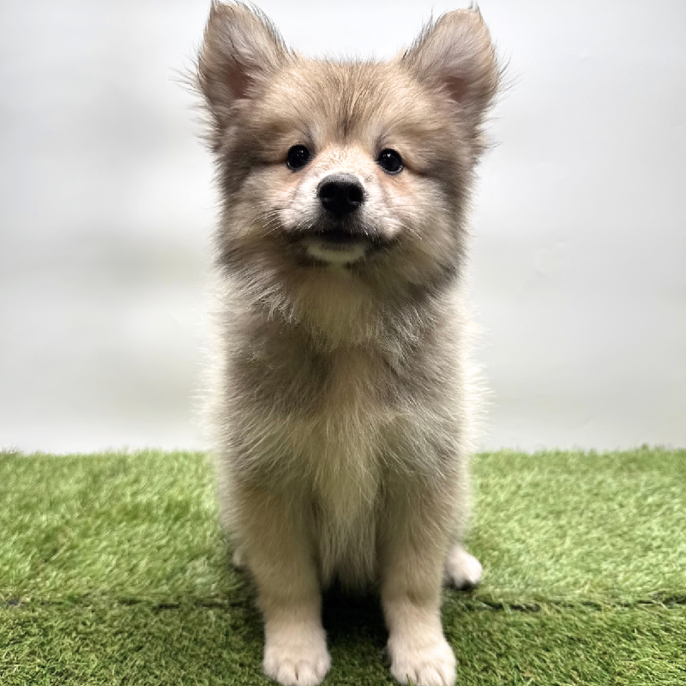 Image of a pet breed in the gallery