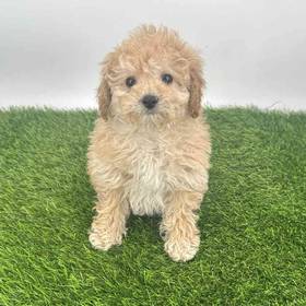 Bichapoo