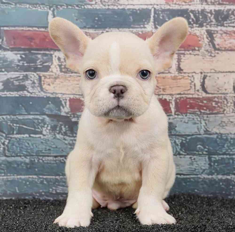 pet breed image