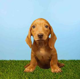 Dachshund