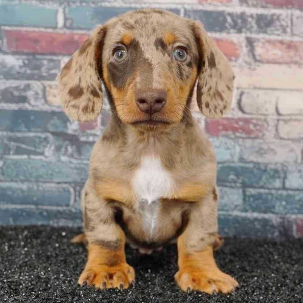 Image of a pet breed in the gallery