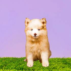 Pomsky