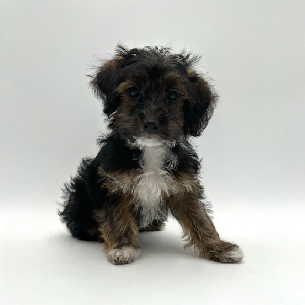 Male Yorkie-Poo Puppy for Sale in San Antonio, TX