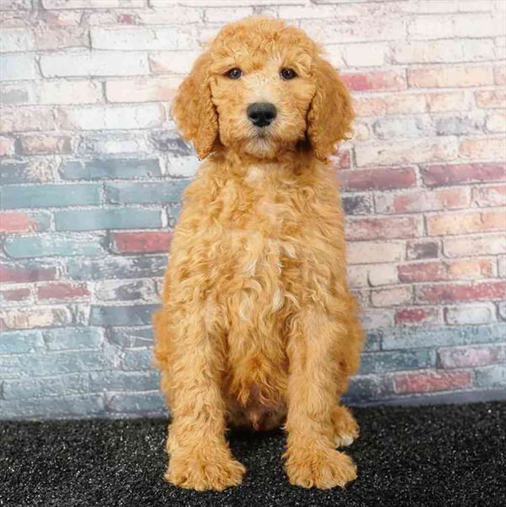 Image of a pet breed in the gallery