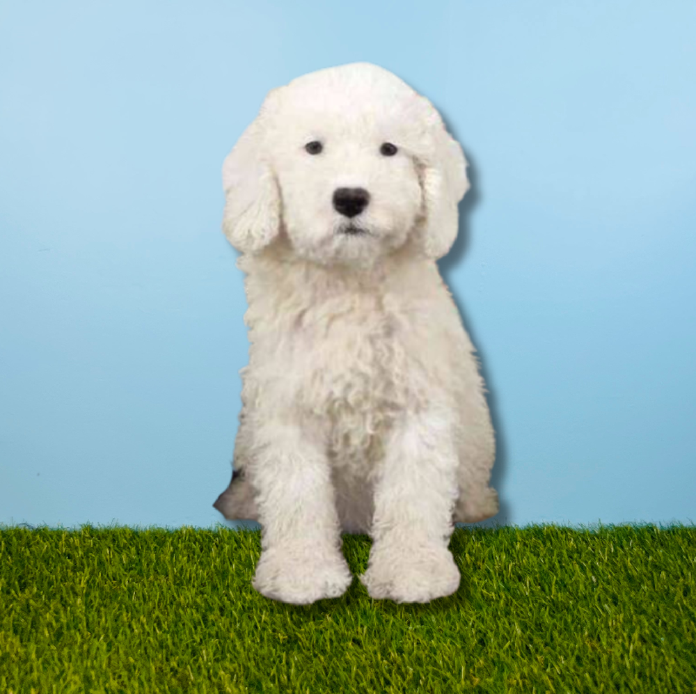 2nd Gen Cockapoo