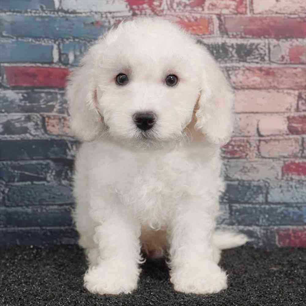 Image of a pet breed in the gallery