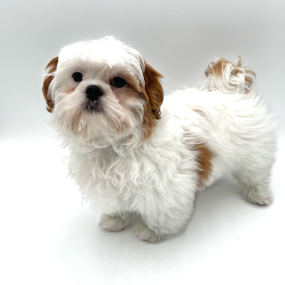 Male Shih Tzu Puppy for Sale in San Antonio, TX