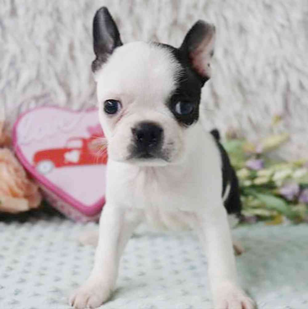 Image of a pet breed in the gallery
