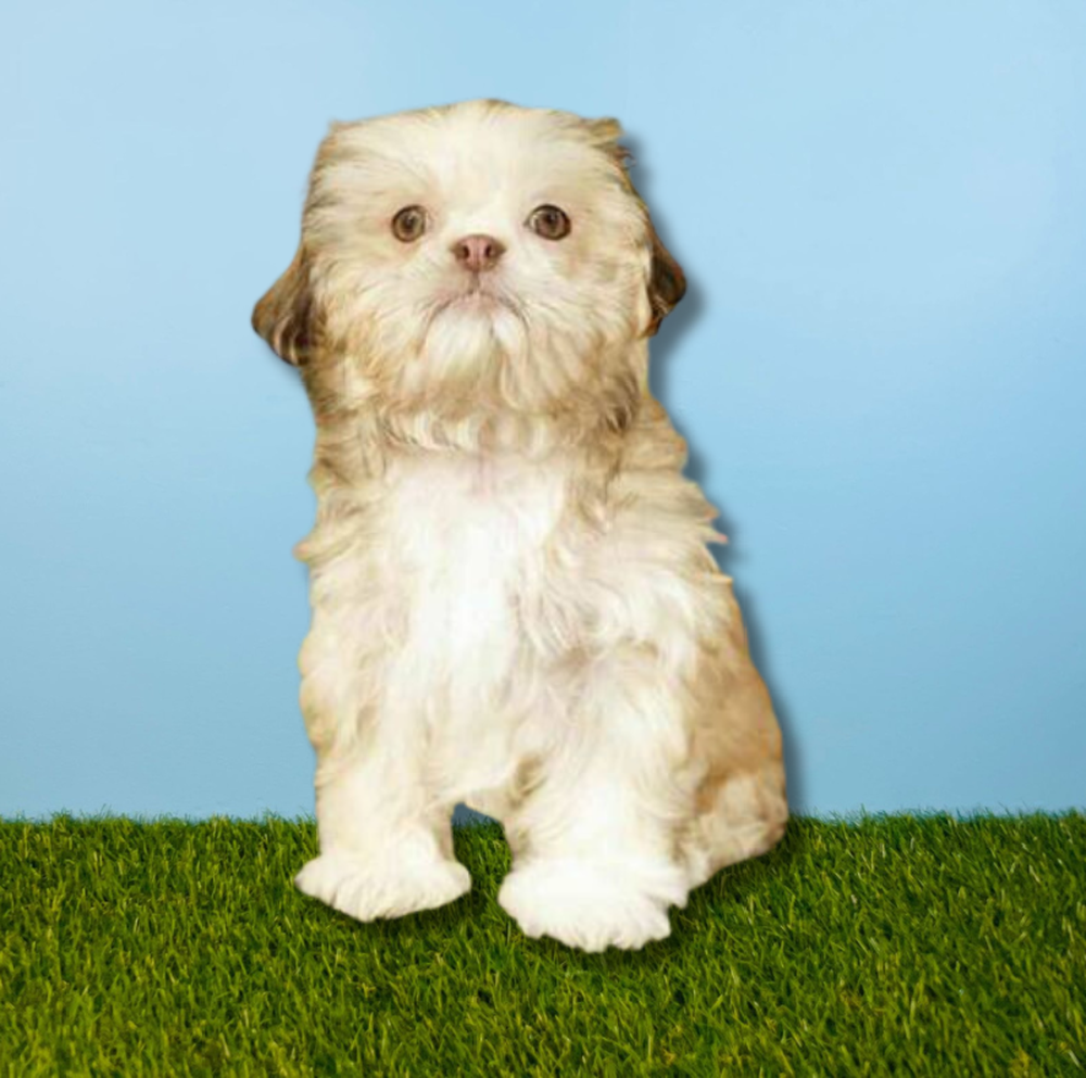 Female Shih Tzu Puppy for Sale in Tolleson, AZ