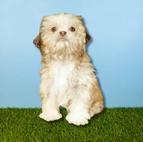 Shih Tzu