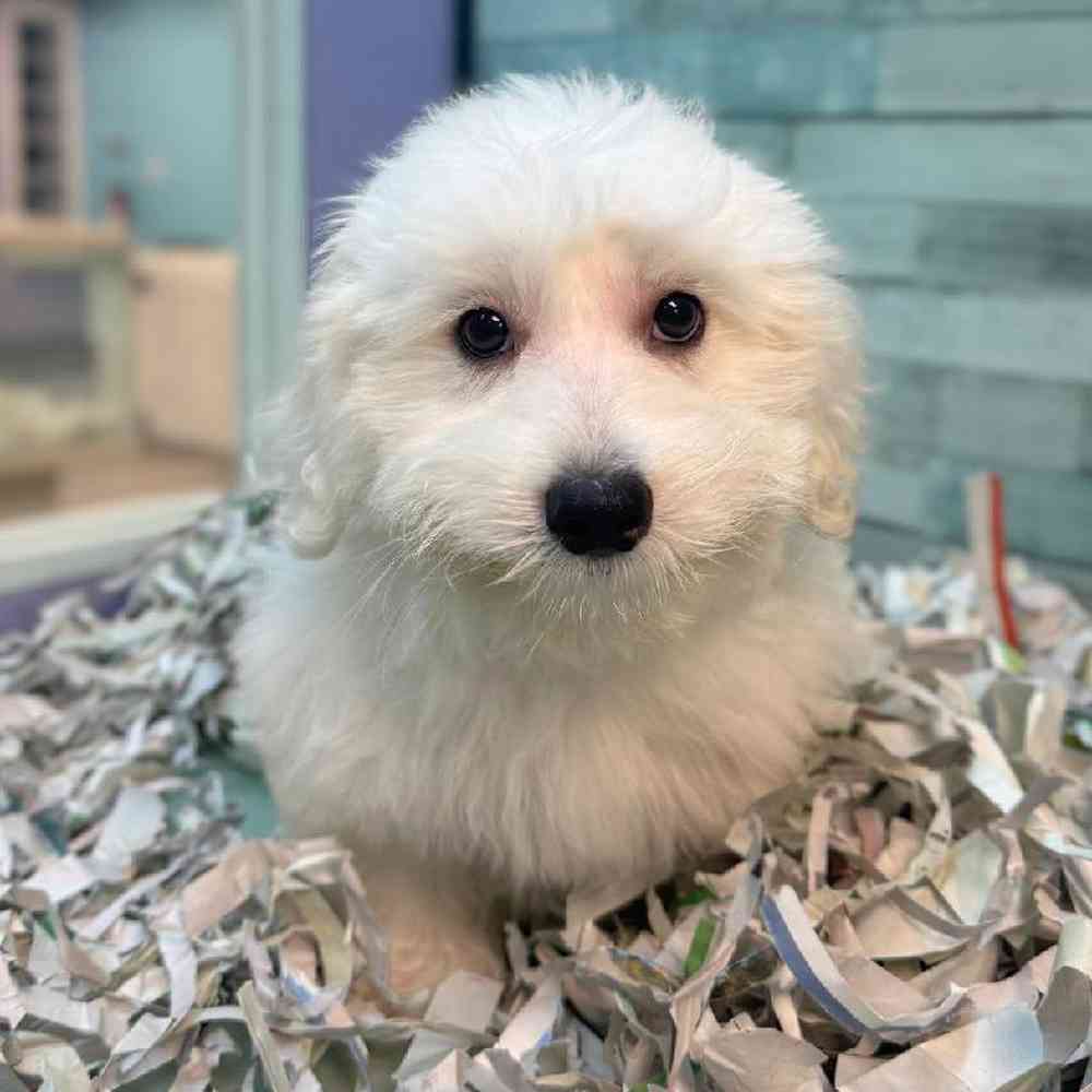 pet breed image