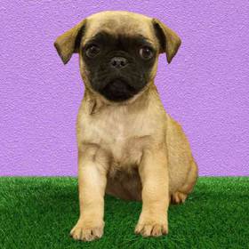 Pug
