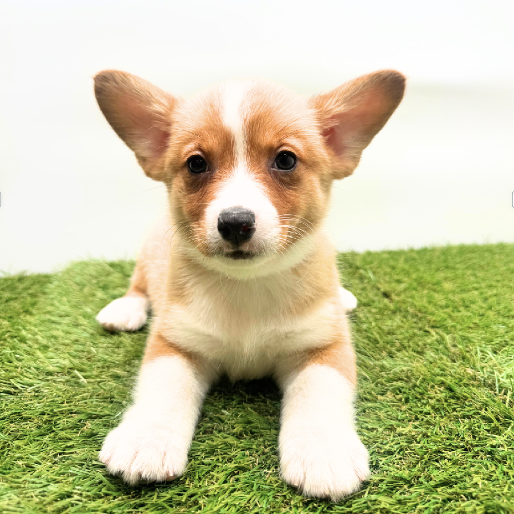 Image of a pet breed in the gallery