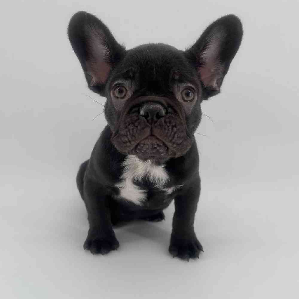 Image of a pet breed in the gallery