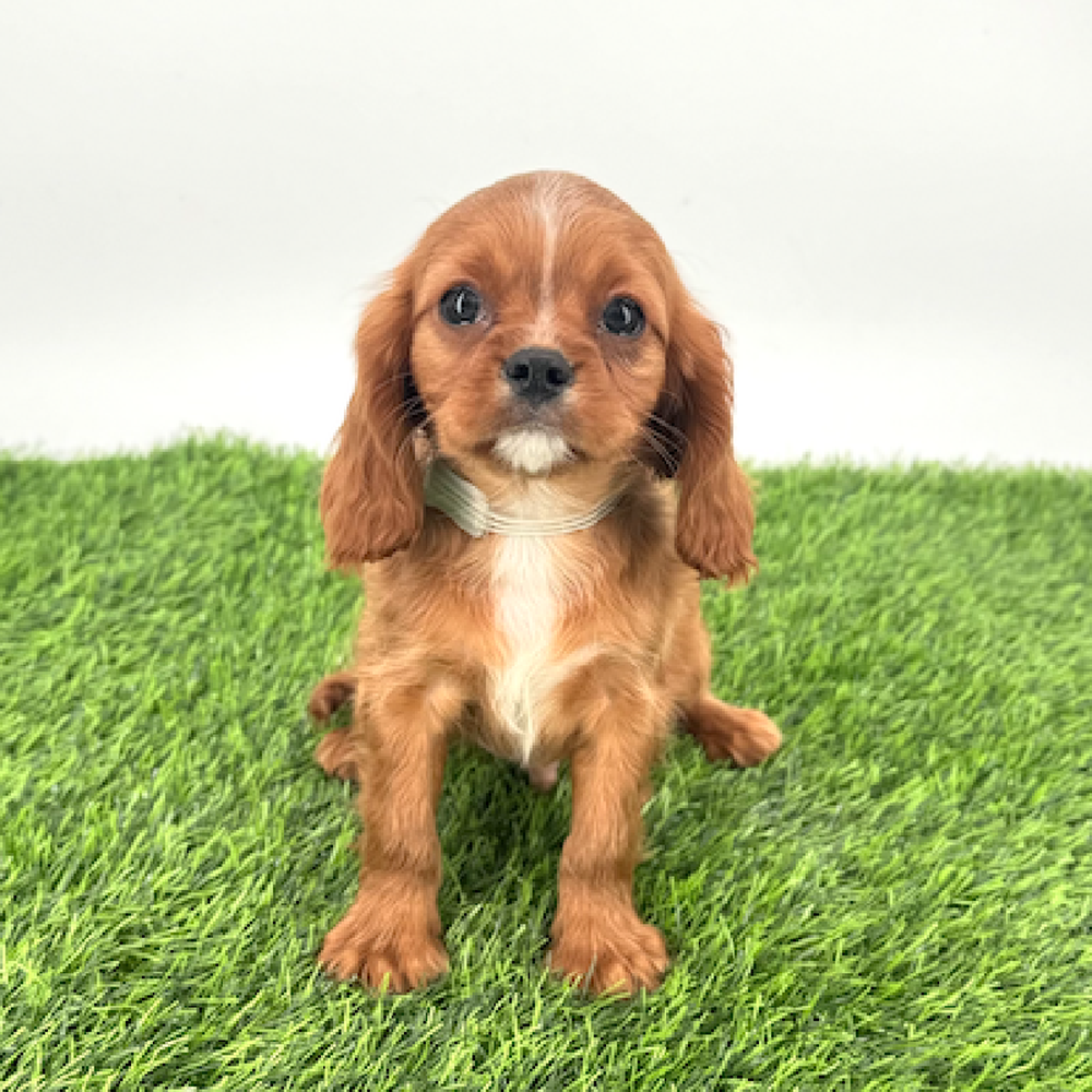 carousel pet images