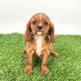 Cavalier King Charles Spaniel