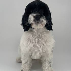 Cockapoo