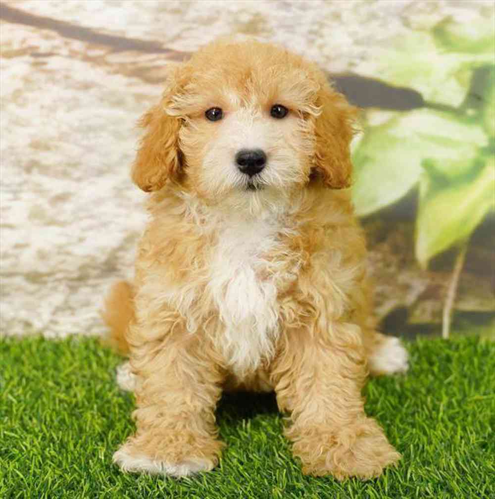 Image of a pet breed in the gallery