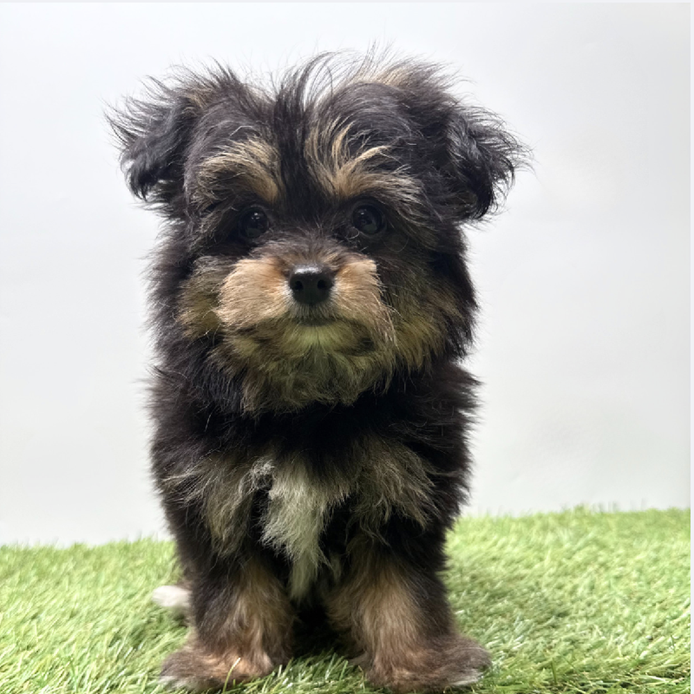 Image of a pet breed in the gallery