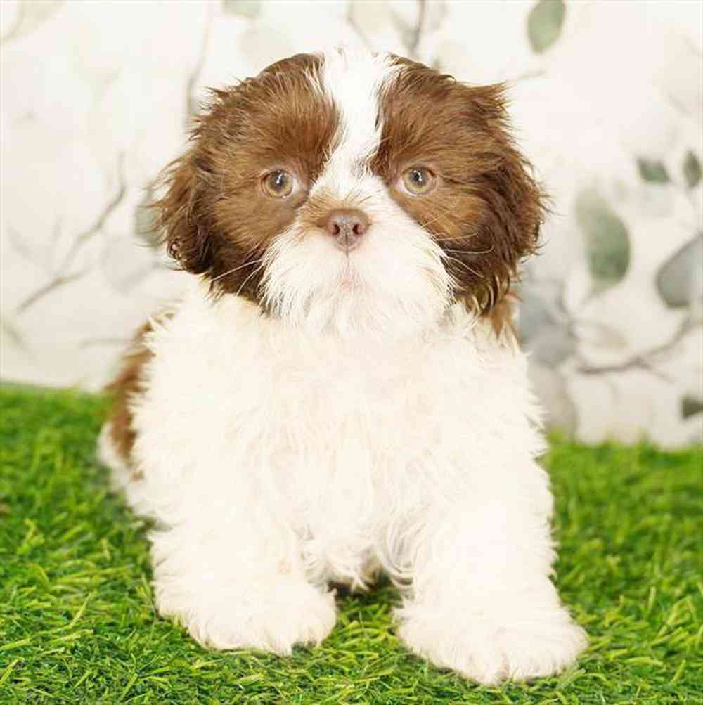 Image of a pet breed in the gallery