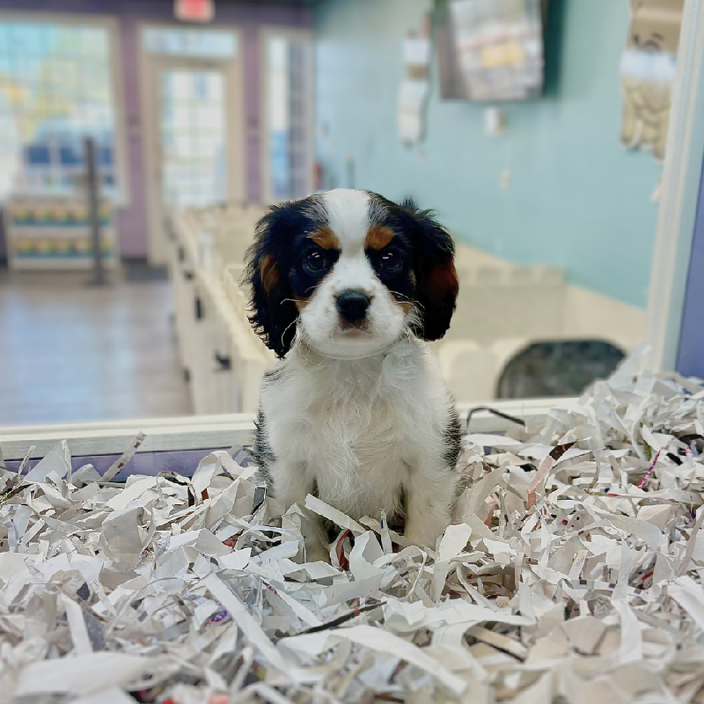 pet breed image