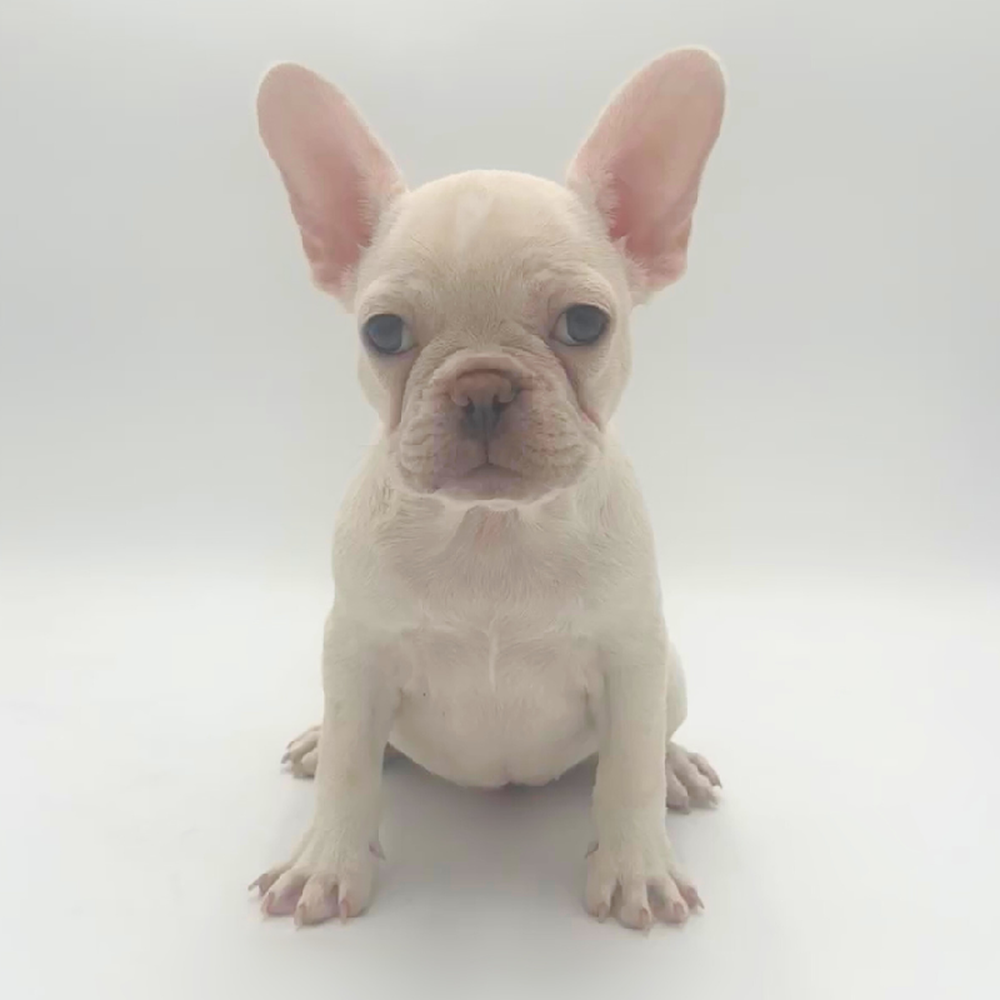 pet breed image