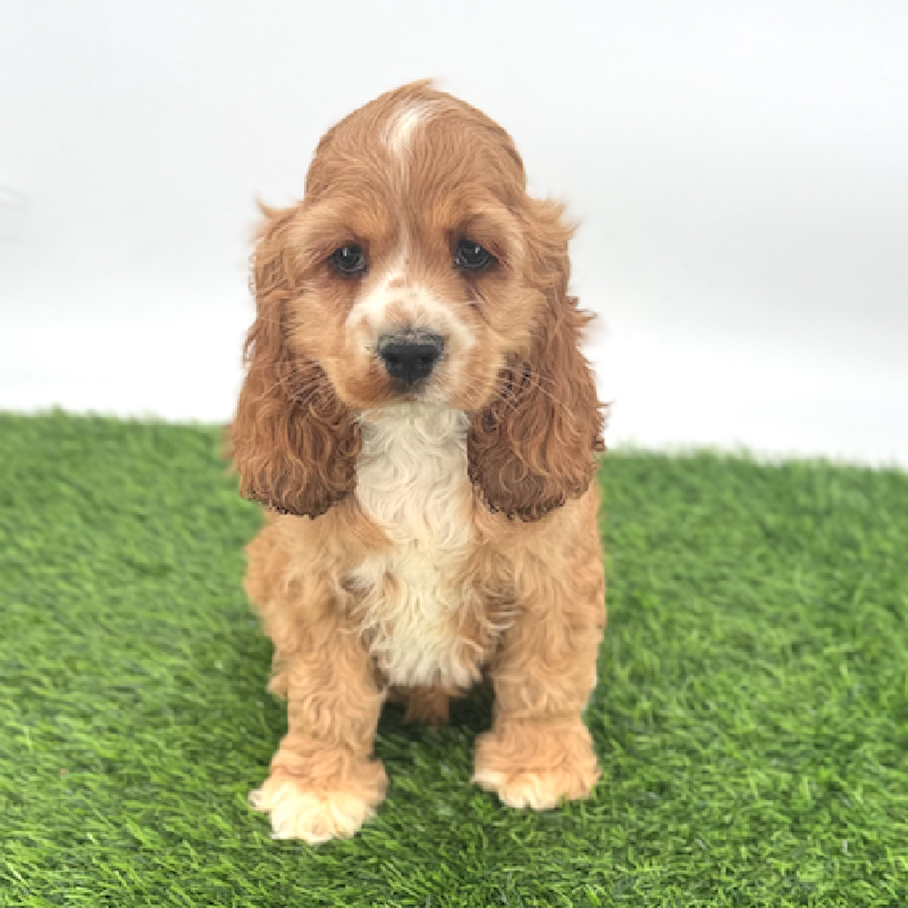 Image of a pet breed in the gallery