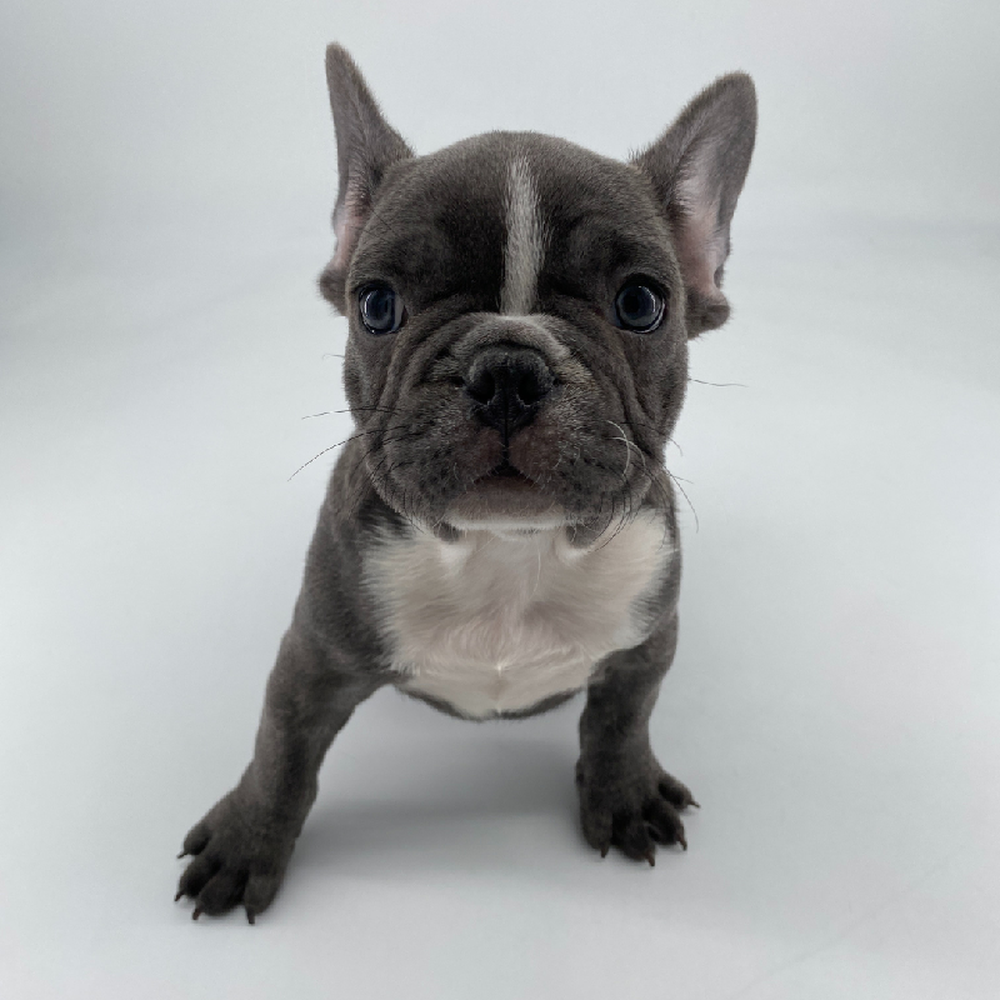 carousel pet images