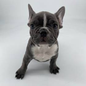 French Bulldog