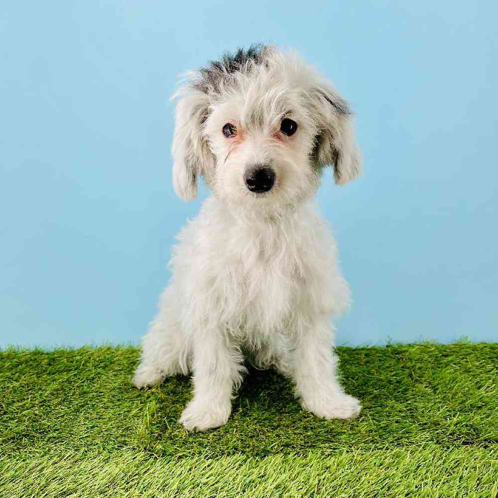 Image of a pet breed in the gallery